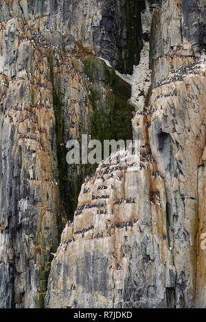 Thick-billed Murres (Uria lomvia) oder Brunnich der trottellummen Kolonie, Alkefjellet vogel Klippe, Hinlopen Strait, Spitzbergen, Svalbard, Stockfoto