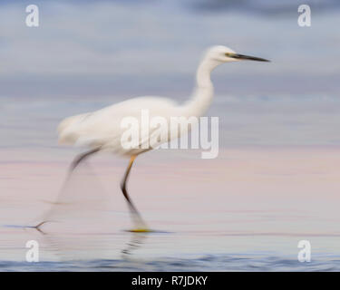 Seidenreiher (Egretta garzetta), individuelle Wanderungen am Ufer mit einer langen Verschlusszeit gefangen Stockfoto