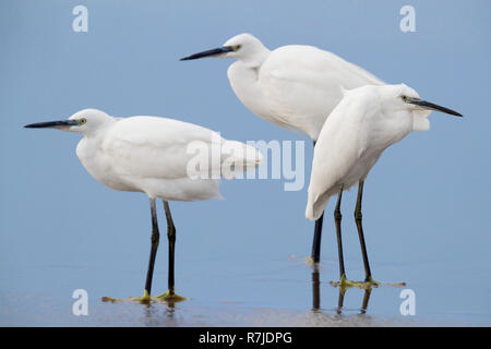 Seidenreiher (Egretta garzetta), drei Personen stehen am Ufer Stockfoto