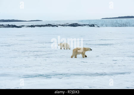 Zwei Eisbären, Erwachsene und junge, drehen sich im Kreis und beobachten einander, Svalbard, Norwegen Stockfoto