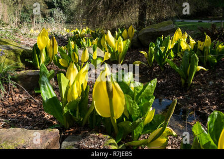 Gelbe skunk Kohl, lysichiton americanus in Garten Moor wachsenden Stockfoto