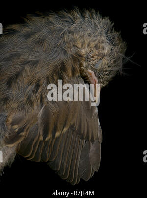 Ein totes Küken Dunnock vor einem schwarzen Hintergrund Stockfoto