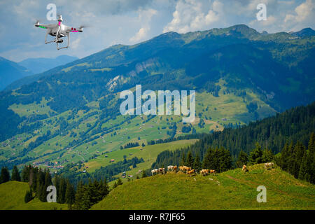 Kleine Herde grasende Kühe auf der Alp Stockfoto