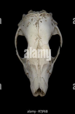 Der Schädel von einem Igel zeigt eine zertrümmerte Augenhöhle nach Ertrinken in einer Flut Stockfoto