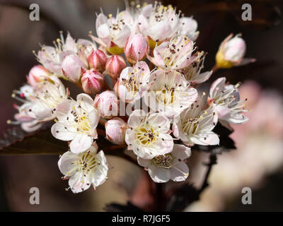 Gemeinsame (Physocarpus opulifolius ninebark), Nahaufnahme der Blüte Stockfoto