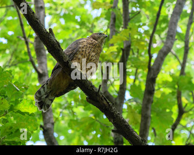 Northern Habicht (Accipiter gentilis). Russland Stockfoto