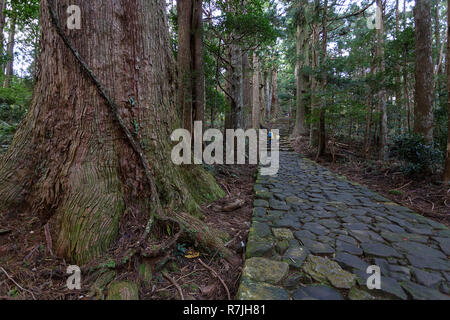 Mutter und Sohn wandern die Kumano Kodo bei Daimon-zaka, einem heiligen Trail als UNESCO-Weltkulturerbe im Nachi, Wakayama, Japan bezeichnet. Stockfoto