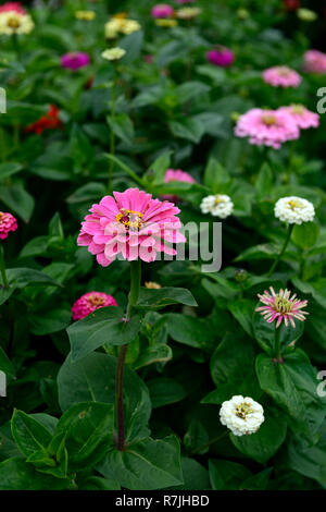 Zinnia, zinnien, Single, Double, Weiß, Rosa, Lila, Rot, Orange, Mix, Gemischt, Bett, Grenze, Garten, Blume, Blumen, RM Floral Stockfoto