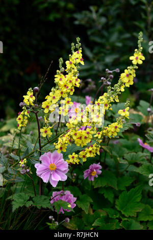 Anemone hupehensis, Rosa, Molène, Königskerze, mulleins, verbascums, Gelb, Blume, Blumen, Spike, Spikes, reichblühend, RM Floral Stockfoto