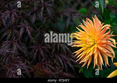 Dahlie ludwig Helfert, halb Cactus, Orange, Blume, Blumen, Blüte, Dahlie, Dahlien, Kontrast, Acer palmatum, dunkle Blätter, Endivie, Laub, RM Floral Stockfoto