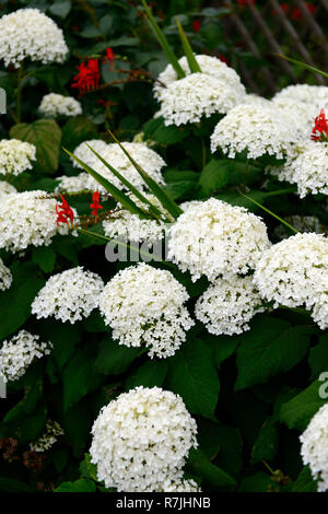 Hydrangea arborescens Annabelle, weiß, Blume, Blumen, Blüte, flowerhead, mehrjährige, krautige, RM Floral Stockfoto