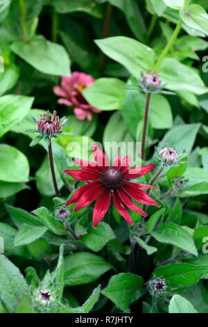 Rudbeckia hirta Cherry Brandy, Rot, Black-Eyed Susan, Blume, Blumen, Blüte, Half-Hardy Jährliche, RM Floral Stockfoto