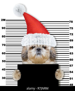 Shitzu Hund als Weihnachtsmann im Gefängnis. Auf weiß Isoliert Stockfoto