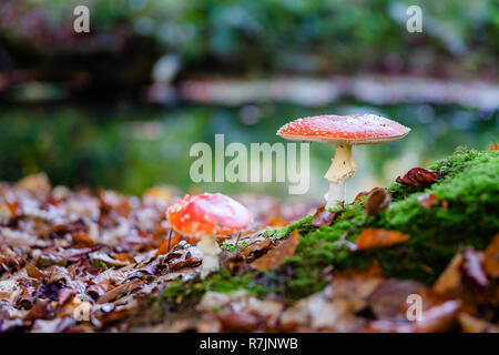 Fly agaric; Amanita muscaria; zwei fliegenpilzen, Symbol des Glücks; Weiß-gestrichelte rote Pilze Stockfoto