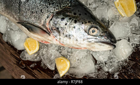 Lachs. Leiter der Lachs auf dem Hintergrund von Eis und Zitronen Scheiben. Fish shop Stockfoto