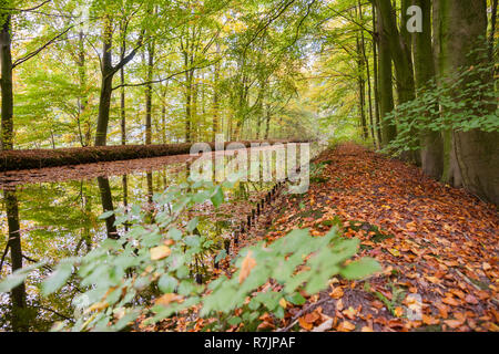 Bunte Blätter im Herbst mit dem Licht zwischen den Bäumen im Wald von marknesse Flevoland, Niederlande Stockfoto
