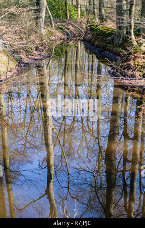 Stream mit Reflexion der Bäume im Wasser, Holland Stockfoto