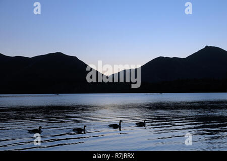 Eine ruhige Szene in der Dämmerung zeigen Wasservögel schwimmen entlang Derwentwater vor dem Hintergrund der Catbells und Causey Pike, Lake District, Cumbria, Großbritannien Stockfoto