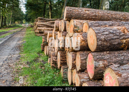 Frisch gesägt Protokolle in einem Wald Einstellung in den Niederlanden Stockfoto