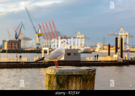 Möwe auf Poller vor dem Meer Hafen in Hamburg sitzen, Deutschland Stockfoto