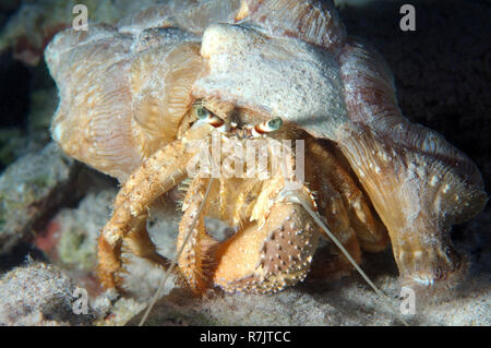 Anemone Hermit Crab (Dardanus tinctor), Rotes Meer, Ägypten Stockfoto