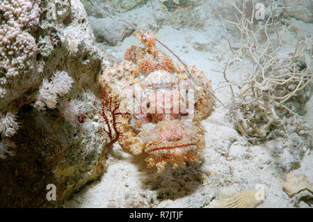 Pastellrosafarbene Rispen Drachenkopf (Scorpaenopsis oxycephala), Rotes Meer, Ägypten Stockfoto