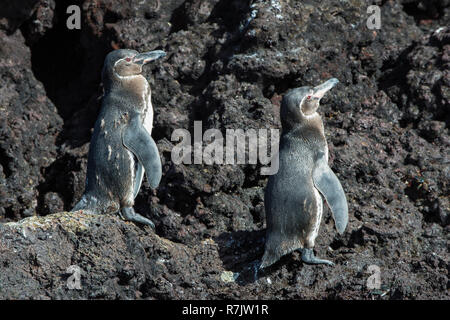 Galápagos-Pinguin (Spheniscus mendiculus), Insel Isabela, Galapagosinseln, Ecuador Stockfoto