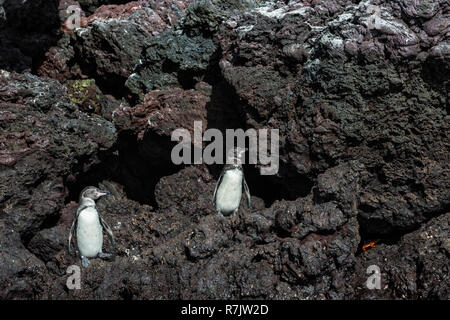 Galápagos-Pinguin (Spheniscus mendiculus), Insel Isabela, Galapagosinseln, Ecuador Stockfoto