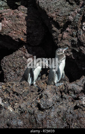 Galápagos-Pinguin (Spheniscus mendiculus), Insel Isabela, Galapagosinseln, Ecuador Stockfoto