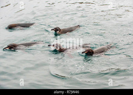 Galápagos-Pinguin (Spheniscus mendiculus), Schwimmen, Insel Isabela, Galapagosinseln, Ecuador Stockfoto