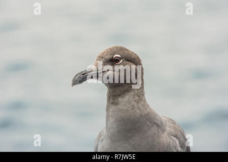 Lava Gull (Leucophaeus Fuliginosus), Punta Vicente Roca, Isabela Island, Galapagos, Ecuador Stockfoto