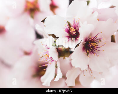 Blühende Obstbäume in voller Blüte in der Region von Murcia unter denen sind Pfirsich- und Mandelbäumen. Stockfoto