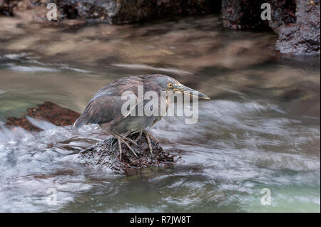 Lava Heron oder Galapagos Heron (Butorides sundevalli), Genovesa Island, Galapagos, Ecuador Stockfoto