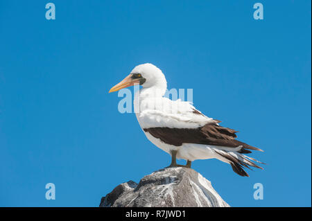 Nazca Tölpel (Sula granti), Insel Española, Galapagos, Ecuador Stockfoto