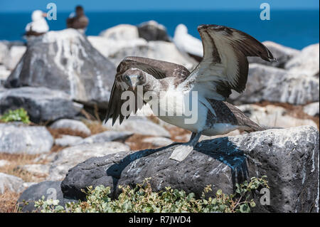 Nazca Tölpel (Sula granti) juvenile seine Flügel trainieren, Insel Española, Galapagos, Ecuador Stockfoto