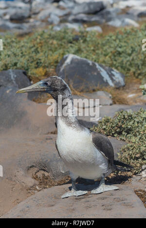 Nazca Tölpel (Sula granti), juvenile Insel Española, Galapagos, Ecuador Stockfoto