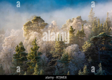 Am frühen Morgen Nebel und Frost Heben von Bäumen, wie die Sonne aufgeht in Glen Affric, Schottland Stockfoto