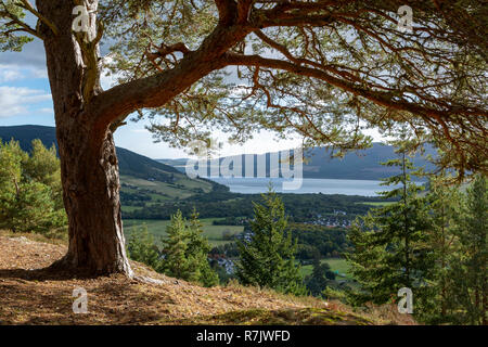 Urquhart Bay und Loch Ness von der Craigmonie Viewpoint, Inverness, Schottland Stockfoto