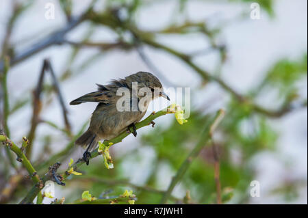 Warbler Finch (Certhidea olivacea), Genovesa Island, Galapagos, Ecuador Stockfoto