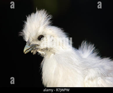 Detail der Kopf weiße Seide Huhn Stockfoto