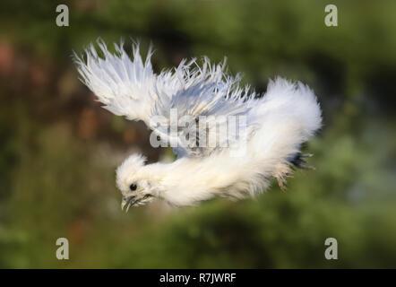 Flying weißes Huhn Stockfoto