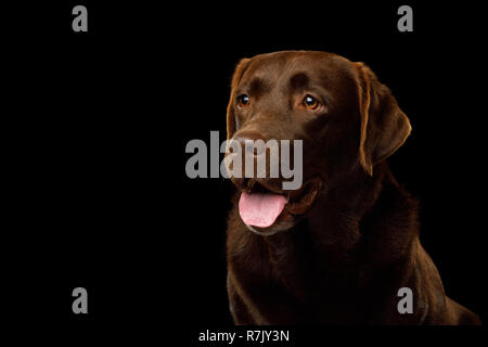 Lustige Portrait von Labrador Retriever Hund glücklich lächelnd auf dem isolierten schwarzen Hintergrund, Profil anzeigen Stockfoto