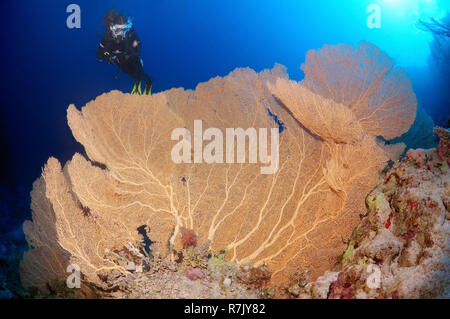 Scuba Diver betrachten eine Venus Lüfter (Gorgonia flabellum), Rotes Meer, Ägypten Stockfoto