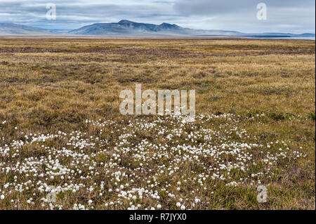 Arktis Wollgras (Eriophorum scheuchzeri ssp. arcticum) auf einer glatten, Wrangel Insel, UNESCO Weltkulturerbe Stockfoto