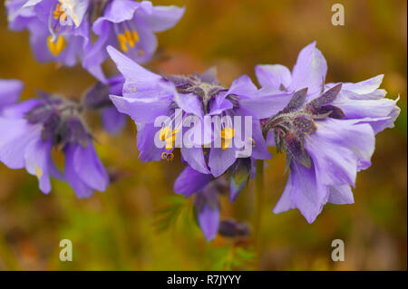 Boreal Jacobs-Ladder (Polemonium boreale), Wrangel, Tschukotka, Russland Stockfoto