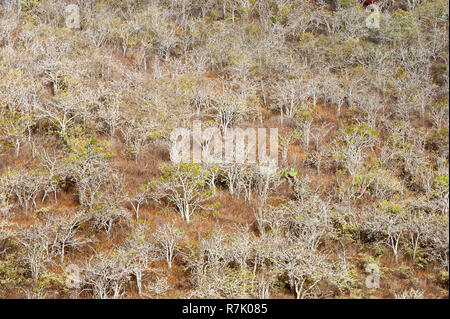 Palo Santo (Bursera graveolens), Rábida Insel, Galapagos, UNESCO-Weltkulturerbe, Ecuador Stockfoto