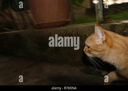 Gelbe Katze in den Garten von Katzen Perspektive Stockfoto