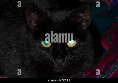 Black House Cat, Felis catus, Gesicht mit leuchtenden grünen Augen Stockfoto