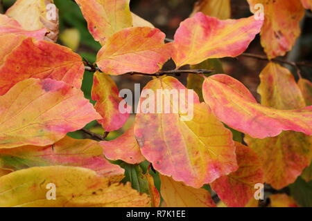 Parrotia persica. Laub der Persischen Ironwood Baum im Herbst, Großbritannien Stockfoto