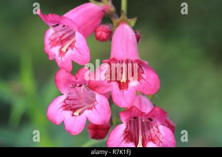 Penstemon Pensham" Jayne', blüht der Penstemon Pensham Serie "Nur Jayne" in einem herbstlichen Garten. Oktober, Großbritannien Stockfoto